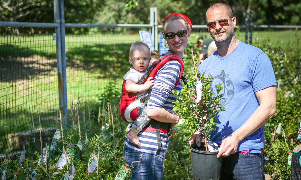 Free trees for City of Sydney residents FENCiT