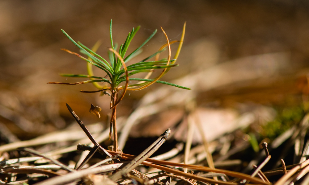 pine seedling stock image