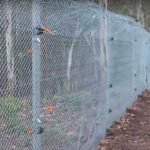 Conservation fencing Aussie Ark - Aussie mammals